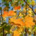 Zurück zum kompletten Bilderset Ahorn Blatt gelb grün Acer platanoides