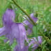 Zurück zum kompletten Bilderset Acker-Glockenblume Blüte blau Campanula rapunculoides