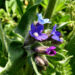 Zurück zum kompletten Bilderset Acker Krummhals Blüte blau lila Anchusa arvensis