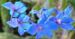 Zurück zum kompletten Bilderset Acker-Rittersporn Blüte hellblau Consolida regalis