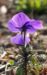 Zurück zum kompletten Bilderset Acker Stiefmütterchen Blüte blau - Viola arvensis