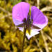 Zurück zum kompletten Bilderset Wildes Stiefmütterchen Blüte violett Viola tricolor