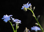 Bild:  Acker-Vergissmeinnicht Blüte hellblau Myosotis arvensis