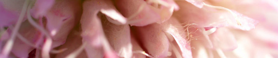 acker-witwenblume-kraut-bluete-rose-knautia-arvensis