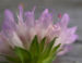 Zurück zum kompletten Bilderset Acker-Witwenblume Kraut Blüte rose Knautia arvensis