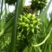 Zurück zum kompletten Bilderset Ästiger Igelkolben Frucht - Sparganium erectum