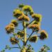 Zurück zum kompletten Bilderset Agave Blüte gelblich Agave americana