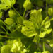 Zurück zum kompletten Bilderset Ahorn Blatt Blüte grün Acer
