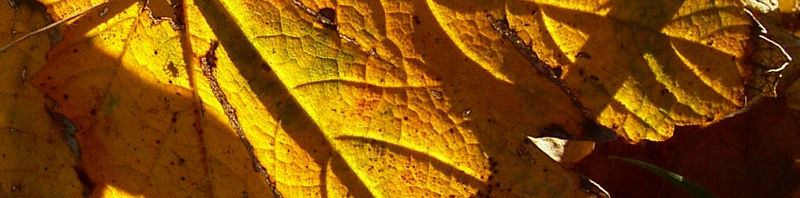 Anklicken um das ganze Bild zu sehen  Bergahorn Blatt gelb braun Acer pseudoplatanus