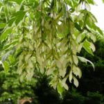 Ahornbaum Blatt weiss gruen Acer 01 3