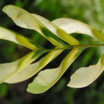 Ahornbaum Blatt weiss gruen Acer 02