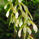 Ahornbaum Blatt weiss gruen Acer 03