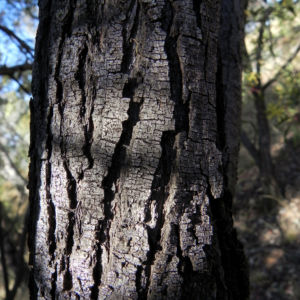 Akazie Bluete gelb Acacia leiocalyx 02