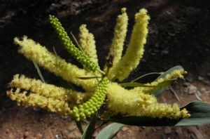 Akazie Bluete gelb Acacia leiocalyx 03