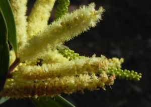 Akazie Bluete gelb Acacia leiocalyx 04