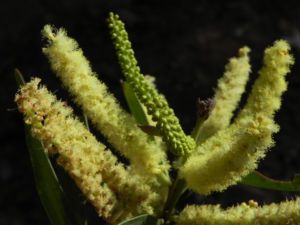 Akazie Bluete gelb Acacia leiocalyx 05