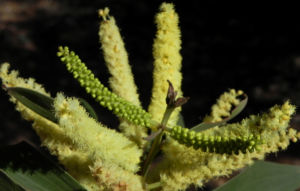 Akazie Bluete gelb Acacia leiocalyx 08
