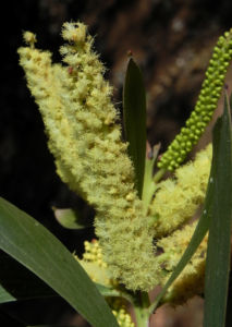 Akazie Bluete gelb Acacia leiocalyx 09