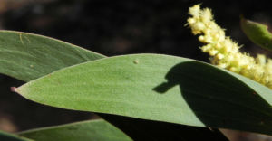Akazie Bluete gelb Acacia leiocalyx 10