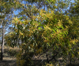 Akazie Bluete gelb Acacia leiocalyx 13