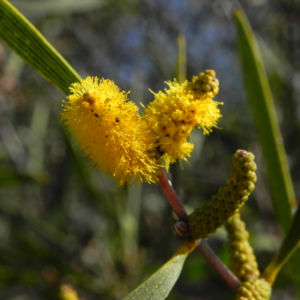 Akazie Bluete gelb Acacia neurophylla 01