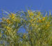 Zurück zum kompletten Bilderset Lancewood Strauch Blüte gelb Rinde grau Acacia petraea
