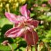 Zurück zum kompletten Bilderset Gewöhnliche Akelei Blüte rosa Aquilegia vulgaris