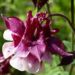 Zurück zum kompletten Bilderset Akelei rot weiß Blüte Aquilegia vulgaris