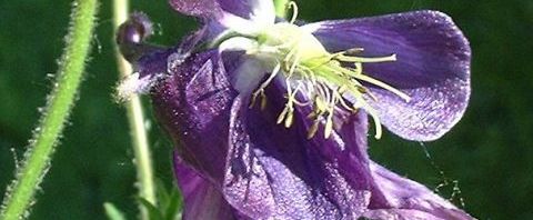 Anklicken um das ganze Bild zu sehen  Waldakelei  Blüte dunkel lila Aquilegia vulgaris