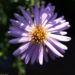 Zurück zum kompletten Bilderset Alpen Aster Blüte helllila - Aster alpinus