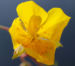 Zurück zum kompletten Bilderset Alpen-Sonnenröschen Kraut Blüte gelb Helianthemum alpestre
