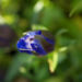Zurück zum kompletten Bilderset Alpen-Enzian Blüte blau Gentiana alpina