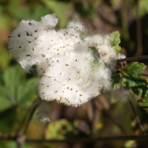 Anemone Samen weiss Anemone vitifolia 01