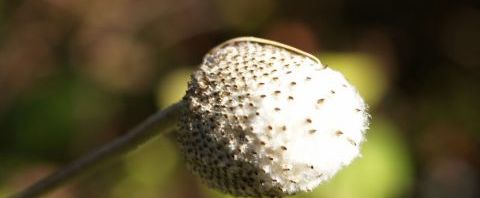 Anklicken um das ganze Bild zu sehen  Rebenblättrige Anemone Samen weiß Anemone vitifolia