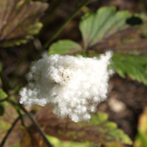 Anemone Samen weiss Anemone vitifolia 04