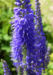 Zurück zum kompletten Bilderset Duftnessel Anis-Riesenysop Blüte blau Agastache foeniculum