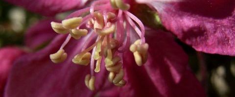 Anklicken um das ganze Bild zu sehen  Japanischer Wildapfel rosa Blüte Malus floribunda
