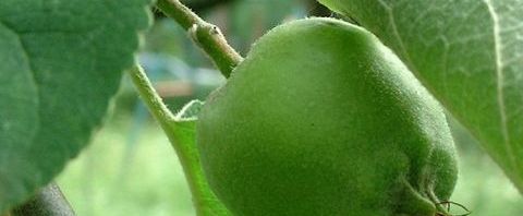 Anklicken um das ganze Bild zu sehen  Kulturapfel Blüte weiß Frucht grün Malus domestica