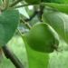 Zurück zum kompletten Bilderset Kulturapfel Blüte weiß Frucht grün Malus domestica