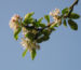 Zurück zum kompletten Bilderset Apfelbaum Blüte weiß Malus domestica