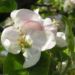 Zurück zum kompletten Bilderset Apfelbaum Blüte weiß Malus domesticus