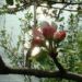 Zurück zum kompletten Bilderset Apfelbaum Blüte weiß rosa Malus domestica