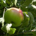 Zurück zum kompletten Bilderset Apfelbaum Frucht Malus domestica