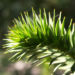 Zurück zum kompletten Bilderset Araucarie Blatt grün Araucaria araucana