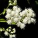 Zurück zum kompletten Bilderset Aromatischer Wasserdost Blüte weiß - Ageratina aromatica