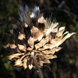 Artischocke Bluete lila Frucht braun Cynaria scolymus 01