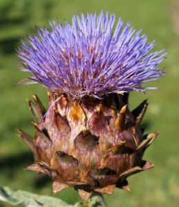 Artischocke Bluete lila Frucht braun Cynaria scolymus 09