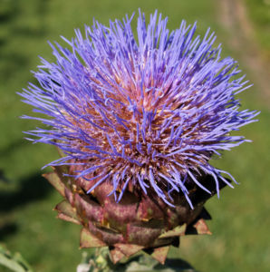 Artischocke Bluete lila Frucht braun Cynaria scolymus 10