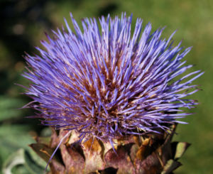 Artischocke Bluete lila Frucht braun Cynaria scolymus 12
