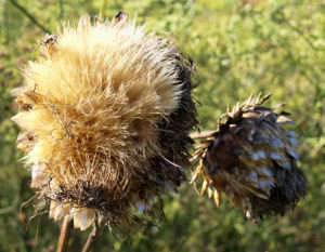 Artischocke Bluete lila Frucht braun Cynaria scolymus 13